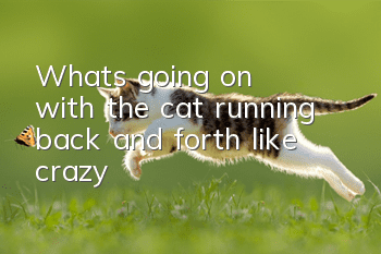 What's going on with the cat running back and forth like crazy?