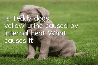 Is Teddy dog’s yellow urine caused by internal heat? What causes it?