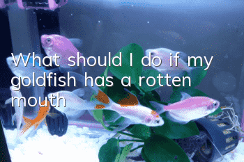 What should I do if my goldfish has a rotten mouth?