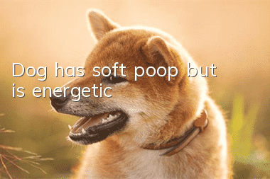 Dog has soft poop but is energetic