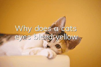 Why does a cat's eyes bleed yellow?