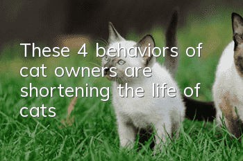 These 4 behaviors of cat owners are shortening the life of cats