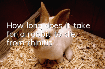 How long does it take for a rabbit to die from rhinitis?