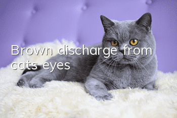 Brown discharge from cat's eyes