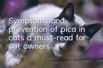 Symptoms and prevention of pica in cats, a must-read for cat owners!