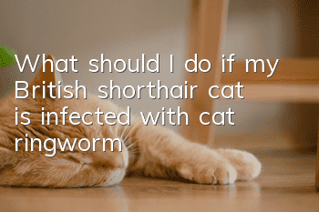 What should I do if my British shorthair cat is infected with cat ringworm?