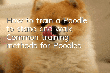How to train a Poodle to stand and walk? Common training methods for Poodles!