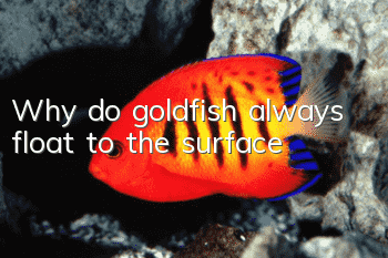 Why do goldfish always float to the surface?