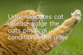 Urine indicates cat disease, judge the cat’s physical condition from urine!