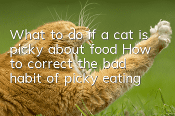 What to do if a cat is picky about food How to correct the bad habit of picky eating