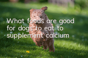 What foods are good for dogs to eat to supplement calcium?