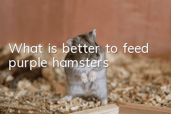What is better to feed purple hamsters?