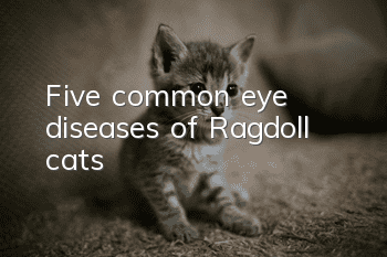 Five common eye diseases of Ragdoll cats