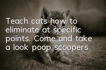Teach cats how to eliminate at specific points. Come and take a look, poop scoopers!