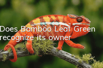 Does Bamboo Leaf Green recognize its owner?
