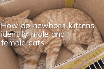 How do newborn kittens identify male and female cats?