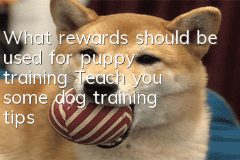What rewards should be used for puppy training? Teach you some dog training tips!
