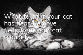 What to do if your cat has fleas? Remove fleas from your cat regularly