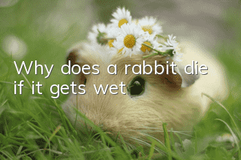 Why does a rabbit die if it gets wet?
