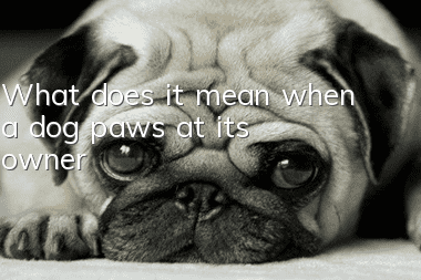 What does it mean when a dog paws at its owner?