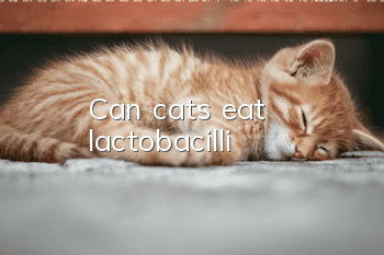 Can cats eat lactobacilli?