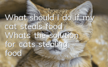 What should I do if my cat steals food? What’s the solution for cats stealing food?