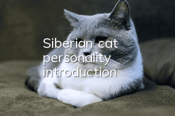 Siberian cat personality introduction