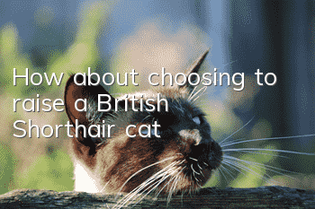 How about choosing to raise a British Shorthair cat?