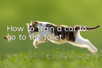 How to train a cat to go to the toilet?