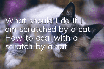 What should I do if I am scratched by a cat? How to deal with a scratch by a cat!