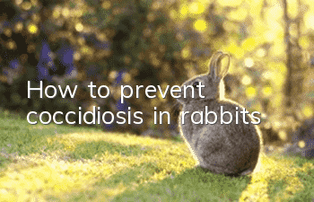 How to prevent coccidiosis in rabbits