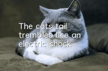 The cat's tail trembles like an electric shock