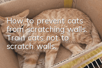 How to prevent cats from scratching walls. Train cats not to scratch walls.