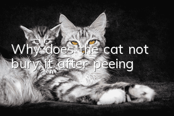 Why does the cat not bury it after peeing?