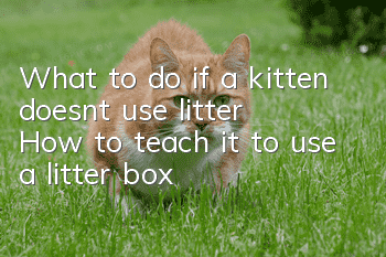What to do if a kitten doesn’t use litter? How to teach it to use a litter box?