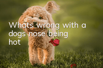 What’s wrong with a dog’s nose being hot?