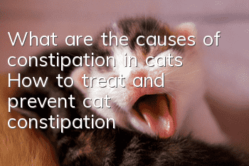 What are the causes of constipation in cats? How to treat and prevent cat constipation?