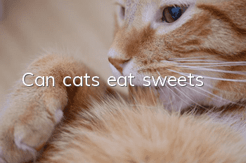 Can cats eat sweets?