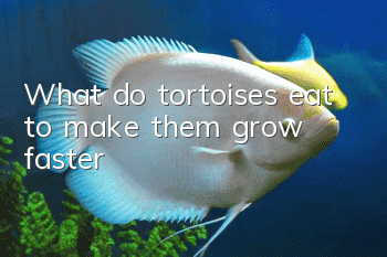 What do tortoises eat to make them grow faster?