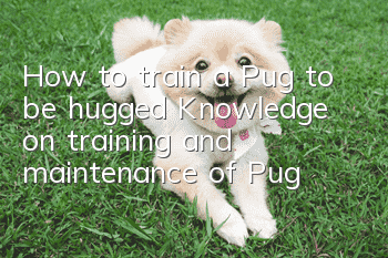 How to train a Pug to be hugged? Knowledge on training and maintenance of Pug!