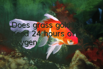 Does grass goldfish need 24 hours of oxygen?