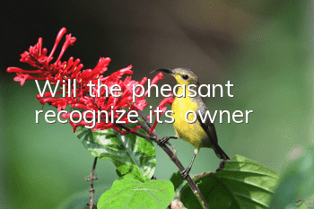 Will the pheasant recognize its owner?