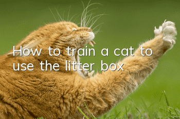 How to train a cat to use the litter box?