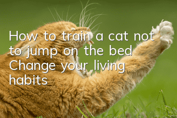 How to train a cat not to jump on the bed? Change your living habits!