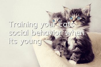 Training your cat’s social behavior when it’s young