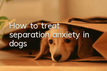 How to treat separation anxiety in dogs?