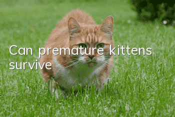 Can premature kittens survive?