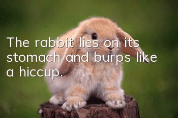 The rabbit lies on its stomach and burps like a hiccup.