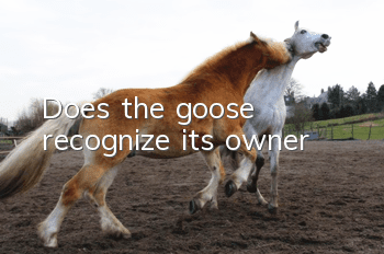 Does the goose recognize its owner?