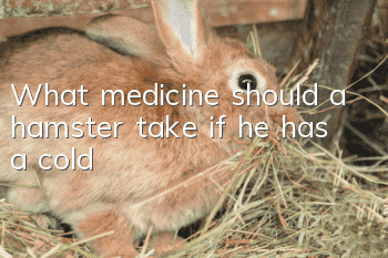 What medicine should a hamster take if he has a cold?